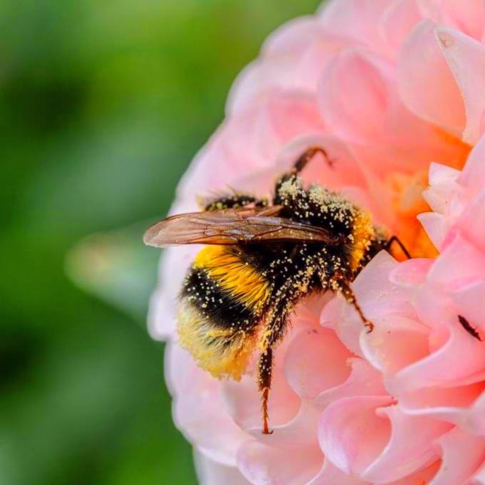 🐝 Meet your posher, Sandy